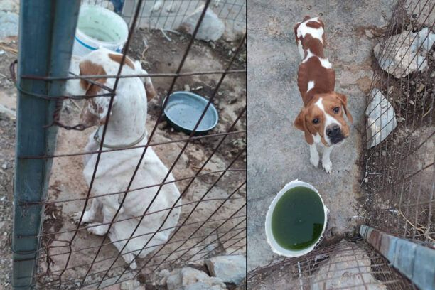Χίος: Σκελετωμένα σκυλιά μέσα σε κλουβιά στα χέρια βασανιστή ζώων (βίντεο)