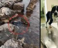 Έκκληση για να καλυφθούν έξοδα σκύλου που βρέθηκε παράλυτος πεταμένος στη θάλασσα στον Άγιο Ιωάννη Εύβοιας (βίντεο)