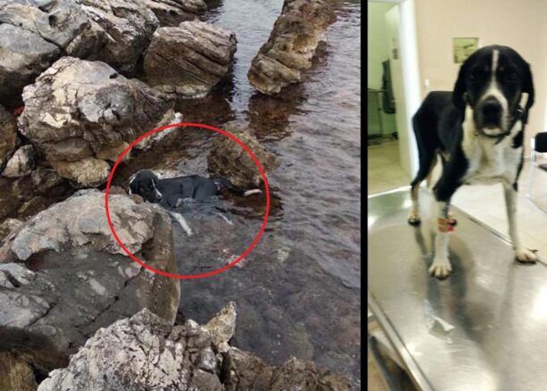 Έκκληση για να καλυφθούν έξοδα σκύλου που βρέθηκε παράλυτος πεταμένος στη θάλασσα στον Άγιο Ιωάννη Εύβοιας (βίντεο)