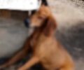 Αλεξανδρούπολη Έβρου: Φρικτό θάνατο από την αλυσίδα του βρήκε σκύλος κυνηγού