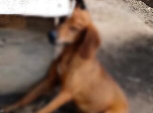 Αλεξανδρούπολη Έβρου: Φρικτό θάνατο από την αλυσίδα του βρήκε σκύλος κυνηγού