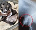 Ανάληψη Μεσσηνίας: Πυροβολημένος ο σκύλος με το κομμένο πόδι (βίντεο)