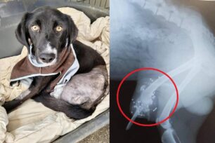 Ανάληψη Μεσσηνίας: Πυροβολημένος ο σκύλος με το κομμένο πόδι (βίντεο)