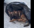 Αθήνα: Πέταξε σαν σκουπίδι τον άρρωστο σκύλο δίπλα απ’ τον κάδο (βίντεο)
