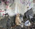 Δράμα: Βρήκε τη γάτα που φρόντιζε απαγχονισμένη, κρεμασμένη με κορδόνι σε τοίχο