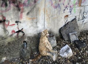 Δράμα: Βρήκε τη γάτα που φρόντιζε απαγχονισμένη, κρεμασμένη με κορδόνι σε τοίχο