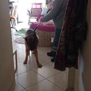 DrapetsonaSkylosNekrosDagkoma21 11 2022 10