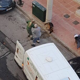 DrapetsonaSkylosNekrosDagkoma21 11 2022 3