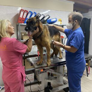 DrapetsonaSkylosNekrosDagkoma21 11 2022 8 1