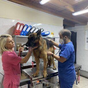 DrapetsonaSkylosNekrosDagkoma21 11 2022 9