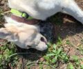 Ελευθέρι Θεσπρωτίας: Με φόλα δολοφόνησε σκύλο