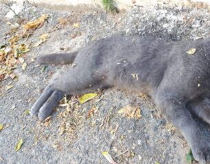 Ελιά Λακωνίας: Με φόλες δηλητηρίασε αδέσποτες γάτες – Γλύτωσε ο σκύλος που θέλησε να εξοντώσει ο δολοφόνος των ζώων
