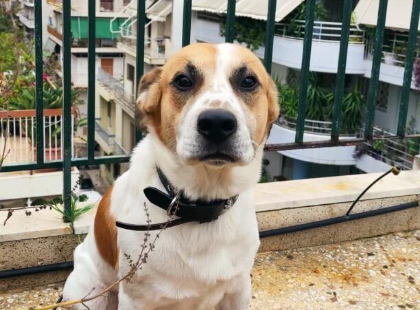 Χάθηκε αρσενικός σκύλος στη Βαρυμπόμπη Αττικής