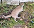 Φαράγγι Φλώρινας: Και φέτος πυροβόλησε και σκότωσε αδέσποτη γάτα
