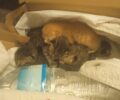 Γαλάτσι Αττικής: Έσωσε νεογέννητα γατάκια που γυναίκα έκλεισε σε σακούλα και προσπάθησε να πετάξει