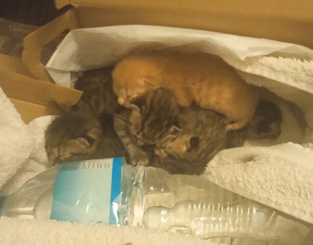 Γαλάτσι Αττικής: Έσωσε νεογέννητα γατάκια που γυναίκα έκλεισε σε σακούλα και προσπάθησε να πετάξει