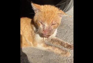 Καλλιθέα Αττικής: Αναζητούν την άρρωστη γάτα που περιφέρεται εξαθλιωμένη (βίντεο)