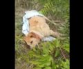 Καταγγέλλουν τον Δήμο Κιλκίς που δεν νοιάστηκε για τον δηλητηριασμένο από φόλα σκύλο (βίντεο)