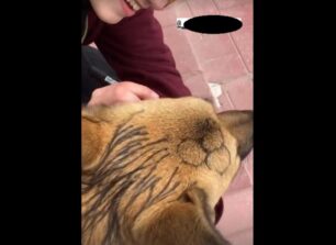Κιλκίς: Μαθήτριες έβαψαν σκύλο με μαρκαδόρο και δημοσίευσαν τις φωτογραφίες στο Instagram