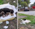 Φροντίζουν τον σκύλο που βρέθηκε παρατημένος και τραυματισμένος στο Κόκκινο Λιθάρι Κορινθίας (βίντεο)