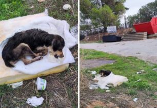 Φροντίζουν τον σκύλο που βρέθηκε παρατημένος και τραυματισμένος στο Κόκκινο Λιθάρι Κορινθίας (βίντεο)