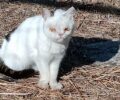 Λέσβος: Έσωσαν γάτα που ίσως πάσχει από σύνδρομο Down και περιφερόταν στα Λουτρά (βίντεο)