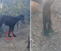 Λέσβος: Αλογάκι με σπασμένο πόδι παρατημένο για μέρες χωρίς τροφή και νερό