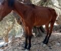 Λέσβος: Εξαφάνισε το σκελετωμένο άλογο που βρέθηκε στο Παλαιοχώρι