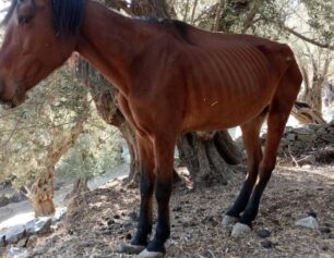 Λέσβος: Εξαφάνισε το σκελετωμένο άλογο που βρέθηκε στο Παλαιοχώρι