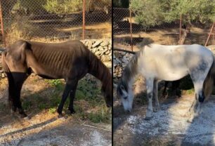 Λέσβος: Σκελετωμένα άλογα περιφέρονται στη λουτρόπολη Θερμής (βίντεο)