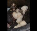 Μέγαρα Αττικής: Έκλεισε 9 κουτάβια σε τσουβάλι και τα πέταξε στον δρόμο (βίντεο)