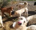Έκκληση για σκυλοτροφές κάνει ο Σύλλογος Προστασίας Ζωών Μεσολογγίου «Η Ελπίδα»