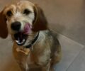 Βρέθηκε-Χάθηκε θηλυκός σκύλος στα Κάτω Πατήσια στην Αθήνα