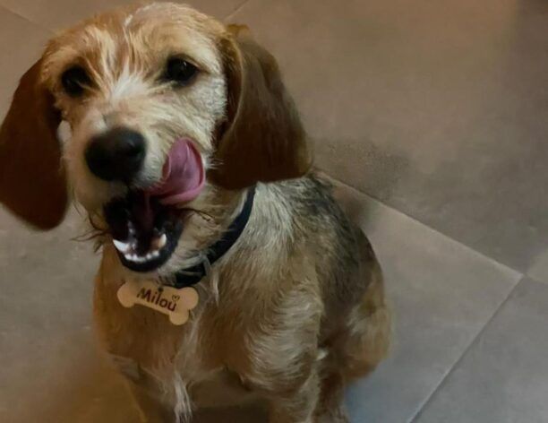 Βρέθηκε-Χάθηκε θηλυκός σκύλος στα Κάτω Πατήσια στην Αθήνα