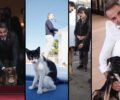 Καταγγέλλουν το αναποτελεσματικό μέτρo της λήψης DNA - Παραμένει μη υποχρεωτική η στείρωση οικόσιτων σκυλιών και γατιών