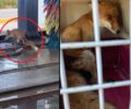 Μουδανιά Χαλκιδικής: Σε κρίσιμη κατάσταση αλεπού που βρέθηκε να σέρνει τα πίσω πόδια της (βίντεο)