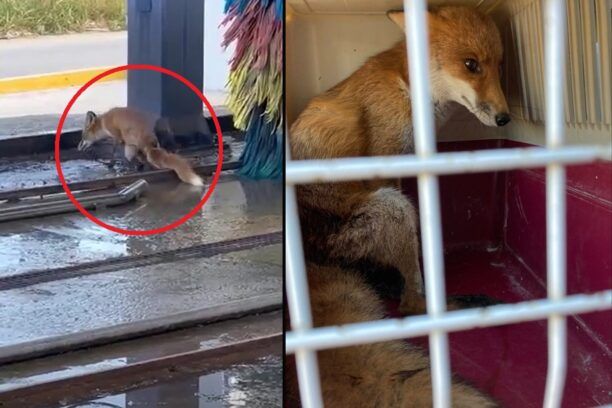 Μουδανιά Χαλκιδικής: Σε κρίσιμη κατάσταση αλεπού που βρέθηκε να σέρνει τα πίσω πόδια της (βίντεο)