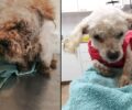 Νέα Φιλαδέλφεια Αττικής: Πούλησε το σπίτι και εγκατέλειψε στο διαμέρισμα τον ηλικιωμένο και άρρωστο σκύλο τους