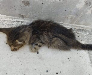 Καταγγέλλουν πως αδιαφόρησε ο Δήμος Νέας Σμύρνης για χτυπημένο γατάκι που σερνόταν και έκλαιγε (βίντεο)
