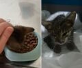 Καλύτερα το τραυματισμένο γατάκι για το οποίο αδιαφόρησε ο Δήμος Νέας Σμύρνης (βίντεο)