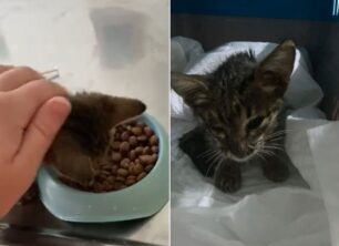 Καλύτερα το τραυματισμένο γατάκι για το οποίο αδιαφόρησε ο Δήμος Νέας Σμύρνης (βίντεο)
