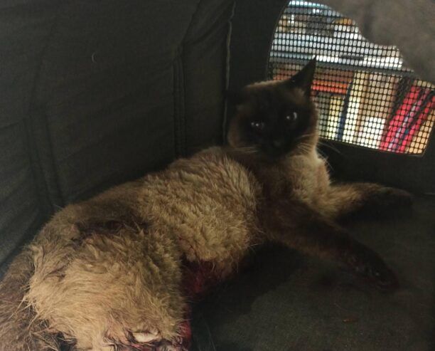 Αθήνα: Πέθανε γάτα που βρέθηκε καρφωμένη σε κάγκελο πολυκατοικίας στον Νέο Κόσμο