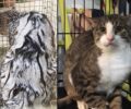 Π. Φάληρο Αττικής: Έσωσαν γάτα που βρέθηκε κυριολεκτικά γεμάτη ασβέστη