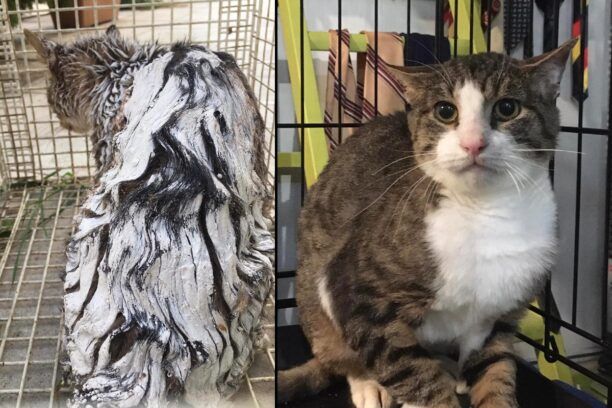 Π. Φάληρο Αττικής: Έσωσαν γάτα που βρέθηκε κυριολεκτικά γεμάτη ασβέστη