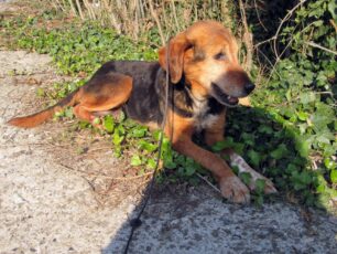 Έδεσσα Πέλλας: Καταδικάστηκε με αναστολή κυνηγός που εγκατέλειψε τον σκύλο του