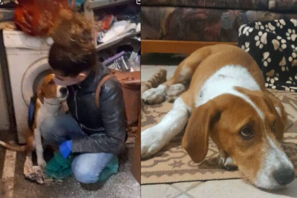 Πάτρα Αχαΐας: Έσωσαν σκύλο που κακοποιούσε ψυχικά ασθενής (βίντεο)