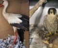 ANIMA: Πτηνά πυροβολημένα από κυνηγούς στα Χανιά έμειναν ανάπηρα