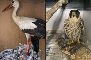 ANIMA: Πτηνά πυροβολημένα από κυνηγούς στα Χανιά έμειναν ανάπηρα
