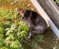 Πολιτεία Αττικής: Χρειάζεται βοήθεια για σκύλο που χάθηκε και ζει δύο χρόνια μέσα στο ρέμα Κοκκιναρά (βίντεο)