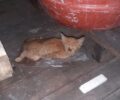 Πρέβεζα: Έσωσε γατάκι που κόλλησε σε παγίδα με κόλλα (βίντεο)